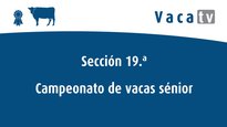 Campionato de vacas sénior