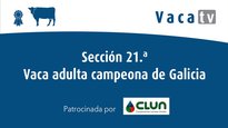 Sección 21. Vaca adulta campeona de Galicia