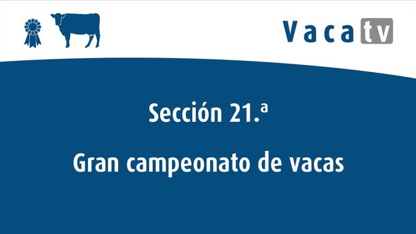 Gran final de vacas