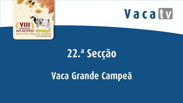 Vaca gran campeona