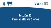 Sección 23. Vaca adulta de 5 años
