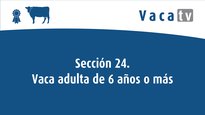 Sección 24. Vaca adulta de 6 años o más