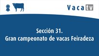 Sección 31. Gran campeonato de vacas Feiradeza 2022