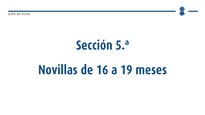Novillas de 16 a 19 meses