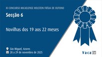Novillas de 19 a 22 meses