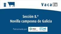 Sección 8. Novilla campeona de Galicia