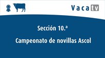 Vacas hasta 30 meses