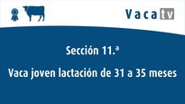 Vacas de 31 a 35 meses
