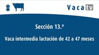 Vacas de 42 a 47 meses