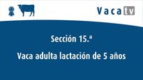 Vacas de 5 años