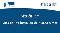 Vacas de 6 años o más