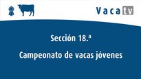 Secciones 18, 19 y 20. Campeonatos de vaca joven, intermedia y adulta