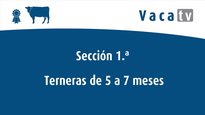 Sección 1. Terneras de 5 a 7 meses