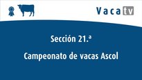 Sección 21.ª: campeonato vacas Ascol