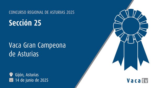 Sección 25: Vaca gran campiona de Asturias