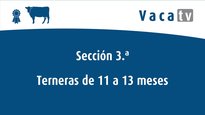 Sección 3.ª: terneras 11 a 13 meses