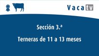 Sección 3. Terneras de 11 a 13 meses