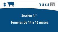 Sección 4.ª: terneras de 14 a 16 meses