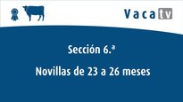 Novillas de 23 a 26 meses