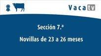 Sección 7.ª: novillas 23 a 26 meses