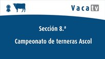 Secciones 8.ª y 10.ª: campeonato de terneras y de terneras Ascol