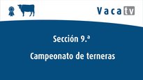Secciones 9 y 11. Campeonatos de terneras y novillas