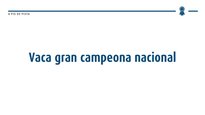 Vaca Gran Campeona