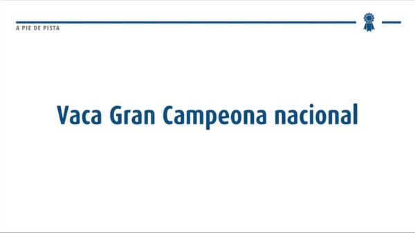 Vaca gran campeona nacional